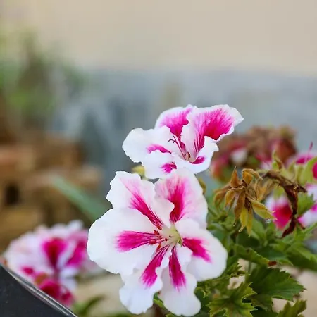 Roberta House Apartamento Ano Pavliana